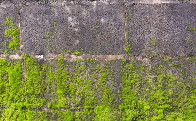 5 Tips & Tricks for Controlling Moss, Mould & Lichen