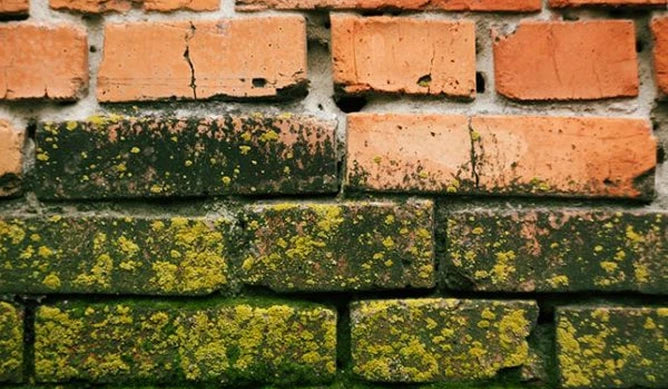 Understanding Moss, Mould & Lichen & how to control them