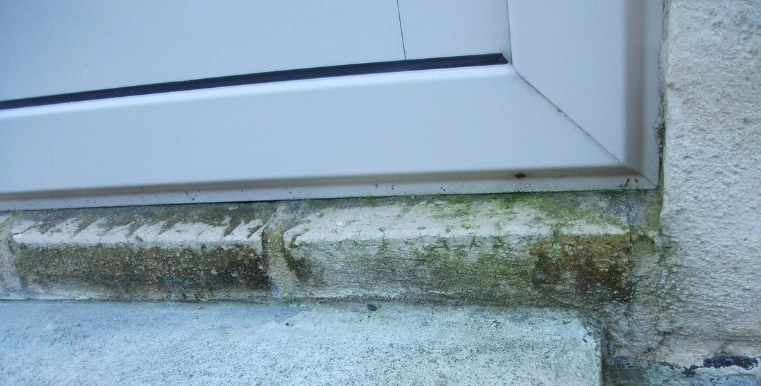 How to recognise mould